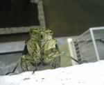 DSC00037.JPG