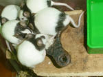 DSC00307.jpg