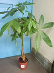 DSC00081.jpg