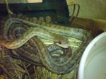DSC00078.jpg