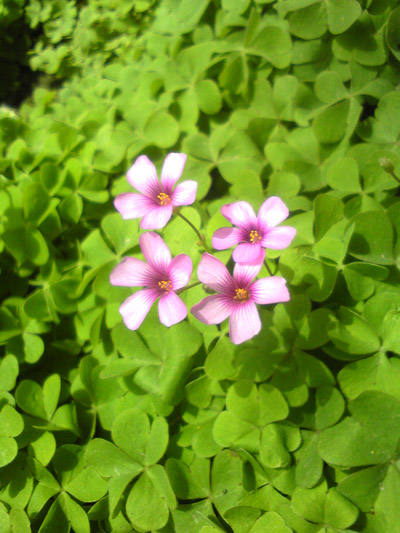 小花