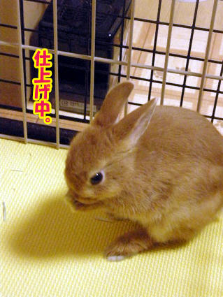 20081217-5.jpg