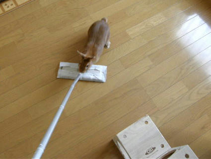 20090427-1.jpg