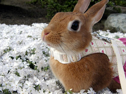 20100502-9.jpg