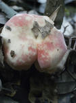 R1003045.JPG