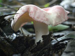 R1003048.JPG