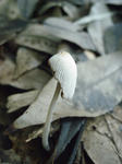 R1003063.JPG