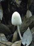 R1003064.JPG