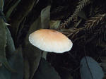 R1003070.JPG