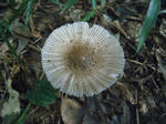 R1003075.JPG