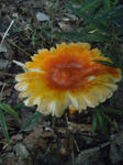 R1003077.JPG