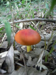 R1003078.JPG