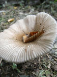 R1003083.JPG
