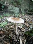 R1003086.JPG