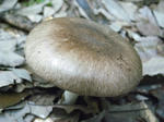 R1003090.JPG