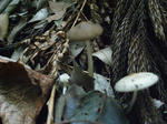 R1003092.JPG