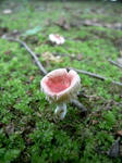 R1003587.JPG