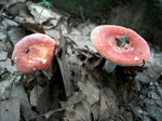 R1003592.JPG
