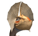 kukku2.gif