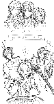 img954.gif