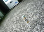 090704na7.jpg