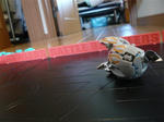 121022na7.jpg