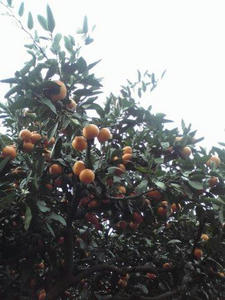 20100239.jpg