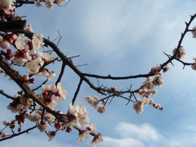 20090301_10.jpg