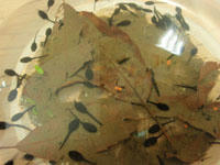 20090325_15.jpg