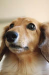 犬