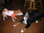 eef5d538jpeg