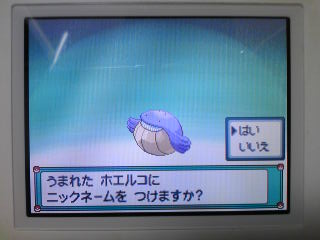 ２匹生まれた こがねまち
