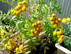 タンジーの花