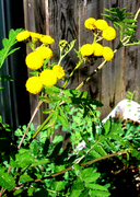 タンジーの花