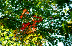 紅葉