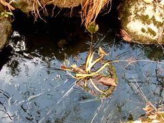 池の氷