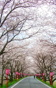 久世天領桜まつり