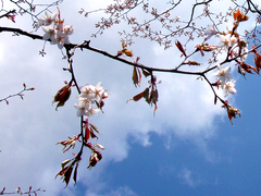 山桜
