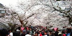 新庄がいせん桜 さくらまつり