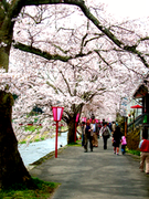 美甘宿場桜