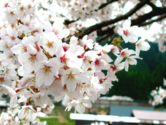 美甘宿場桜
