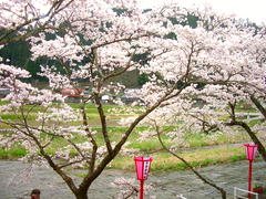 美甘宿場桜