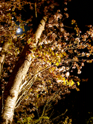 夜桜ライトアップ