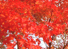 紅葉・蒜山