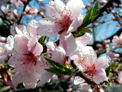 桃の花
