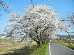トンネル桜