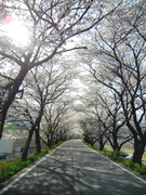 トンネル桜