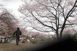 sakura1.jpg