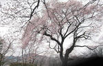 sakura2.jpg