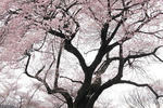 sakura3.jpg